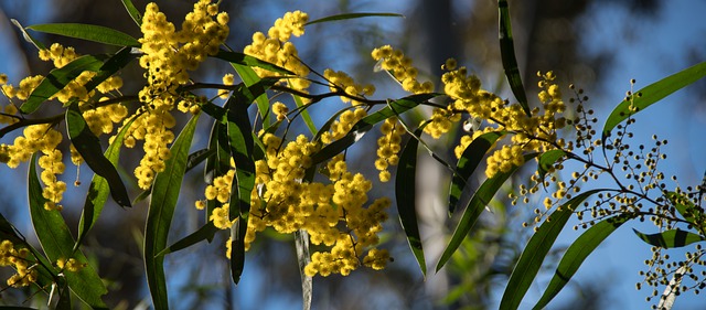acacia 4383485 640