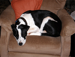 Losing Companion Animals hurts . . .