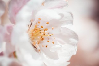 Calling All Spring Brides.