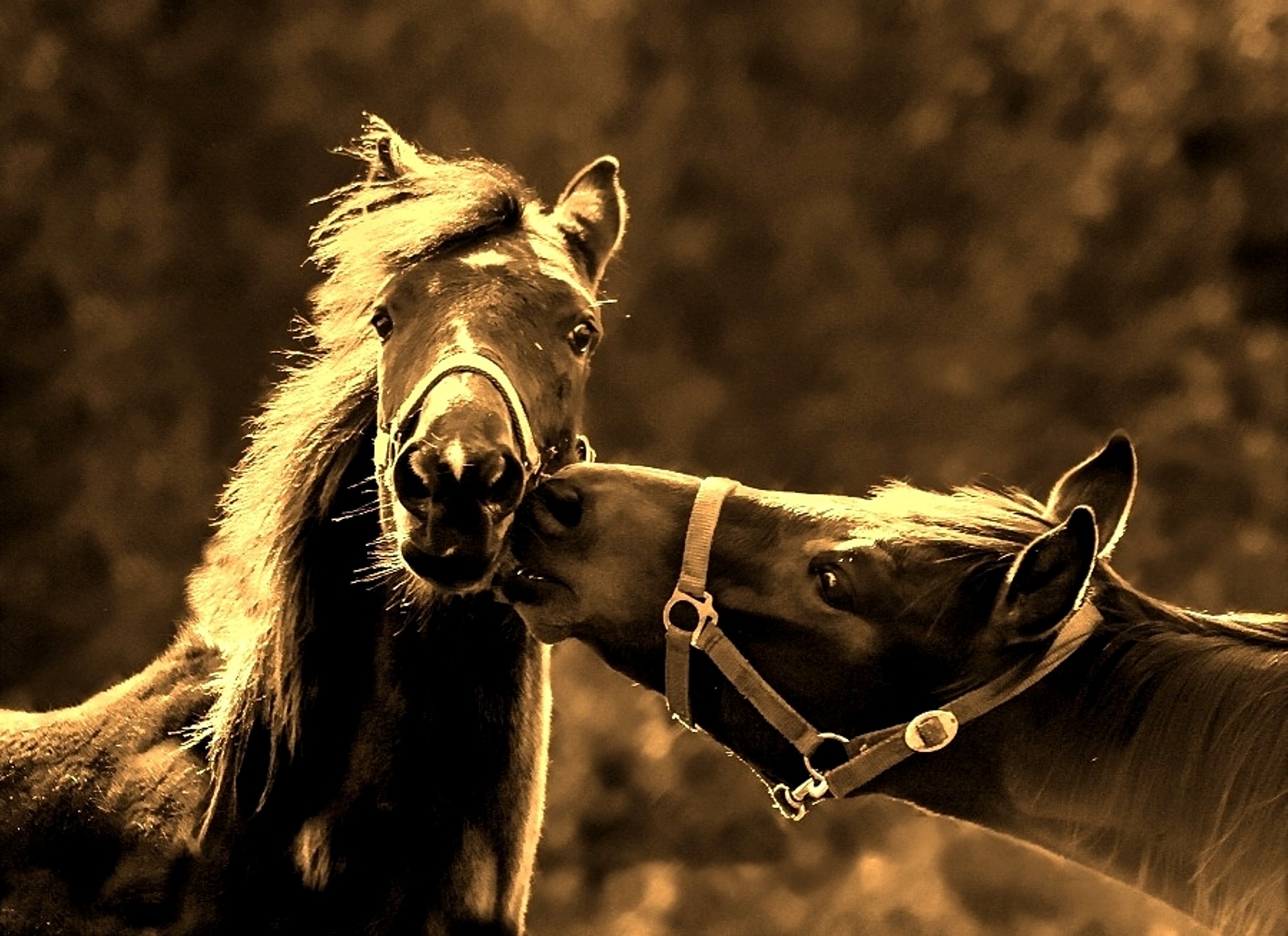 horses 998300 1920